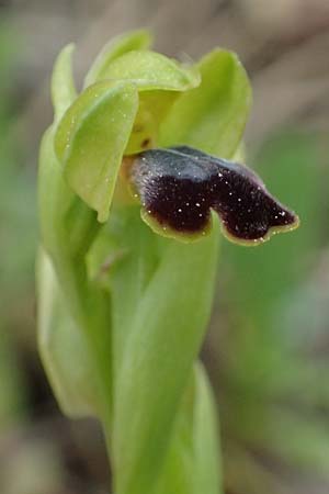 Ophrys cinereophila / Small-Flowered Dull Bee Orchid, Cyprus,  Kato Archimandrita 1.4.2025 