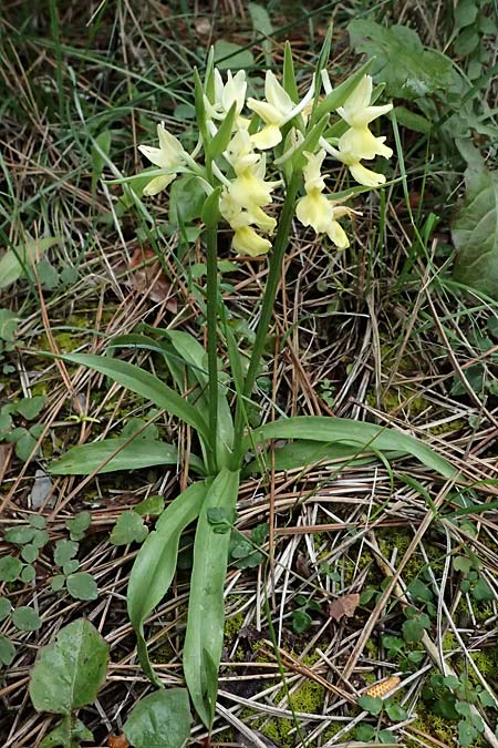 Dactylorhiza romana \ Römische Fingerwurz, Zypern,  Akamas,Neo Chorio 20.3.2025 