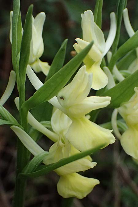 Dactylorhiza romana \ Römische Fingerwurz, Zypern,  Akamas,Neo Chorio 20.3.2025 
