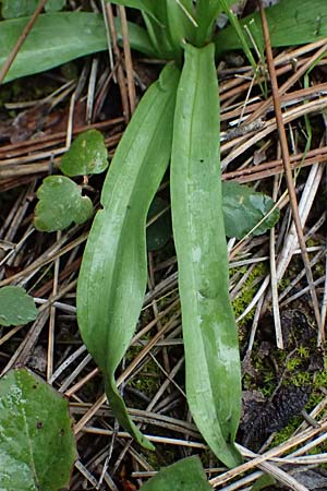 Dactylorhiza romana \ Römische Fingerwurz, Zypern,  Akamas,Neo Chorio 20.3.2025 