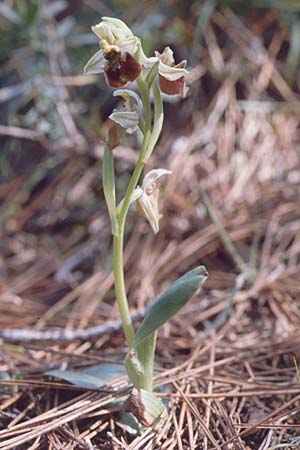 Ophrys levantina \ Levantinische Ragwurz / Levant Ophrys, Zypern/Cyprus,  Akrotiri 3.3.1997 