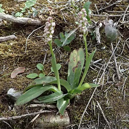 Neotinea maculata \ Keuschorchis / Dense-flowered Orchid, Zypern/Cyprus,  Pano Lefkara 25.3.2025 