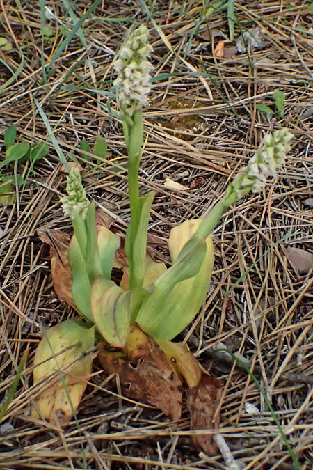 Neotinea maculata \ Keuschorchis / Dense-flowered Orchid, Zypern/Cyprus,  Pegeia 30.3.2025 