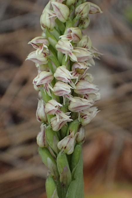 Neotinea maculata \ Keuschorchis / Dense-flowered Orchid, Zypern/Cyprus,  Pegeia 30.3.2025 