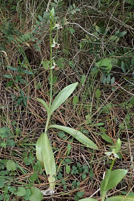 Ophrys aphrodite \ Aphrodite Ragwurz / Aphrodite Orchid, Zypern/Cyprus,  Akamas,Neo Chorio 20.3.2025 