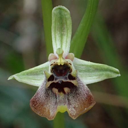 Ophrys aphrodite \ Aphrodite Ragwurz / Aphrodite Orchid, Zypern/Cyprus,  Akamas,Neo Chorio 20.3.2025 