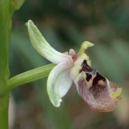 Ophrys aphrodite \ Aphrodite Ragwurz / Aphrodite Orchid, Zypern/Cyprus,  Akamas,Neo Chorio 20.3.2025 