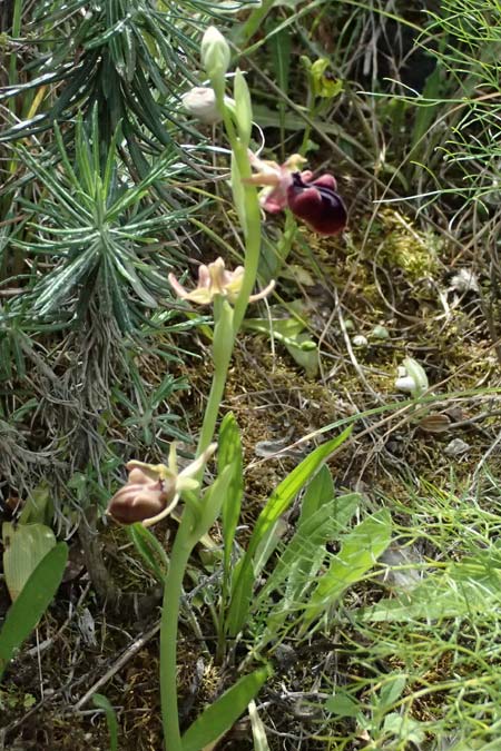 Ophrys alasiatica \ Alasia-Ragwurz / Alasia Bee Orchid, Zypern/Cyprus,  Pano Lefkara 25.3.2025 