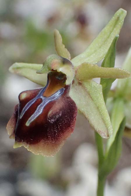 Ophrys alasiatica \ Alasia-Ragwurz / Alasia Bee Orchid, Zypern/Cyprus,  Pano Lefkara 25.3.2025 
