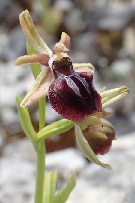 Ophrys alasiatica \ Alasia-Ragwurz / Alasia Bee Orchid, Zypern/Cyprus,  Pano Lefkara 25.3.2025 