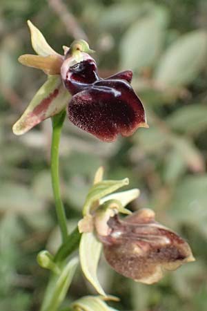 Ophrys posteria / Late Flower Orchid, Cyprus,  Pegeia 30.3.2025 