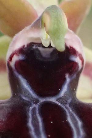 Ophrys posteria / Late Flower Orchid, Cyprus,  Pegeia 30.3.2025 