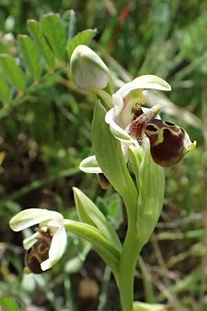 Ophrys astarte \ Kleine Nabel-Ragwurz / Venus Bee Orchid, Zypern/Cyprus,  Prov.Paphos, Episkopi 31.3.2025 