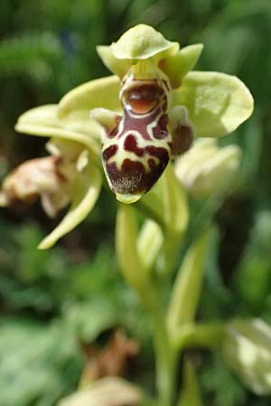 Ophrys astarte \ Kleine Nabel-Ragwurz / Venus Bee Orchid, Zypern/Cyprus,  Prov.Paphos, Episkopi 31.3.2025 