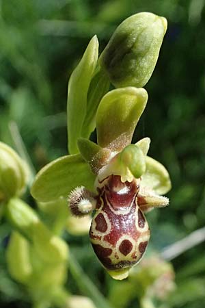 Ophrys astarte \ Kleine Nabel-Ragwurz / Venus Bee Orchid, Zypern/Cyprus,  Prov.Paphos, Episkopi 31.3.2025 
