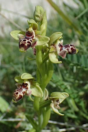 Ophrys astarte \ Kleine Nabel-Ragwurz / Venus Bee Orchid, Zypern/Cyprus,  Prov.Paphos, Episkopi 31.3.2025 