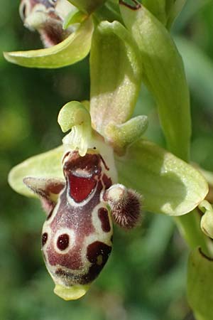 Ophrys astarte \ Kleine Nabel-Ragwurz / Venus Bee Orchid, Zypern/Cyprus,  Prov.Paphos, Episkopi 31.3.2025 