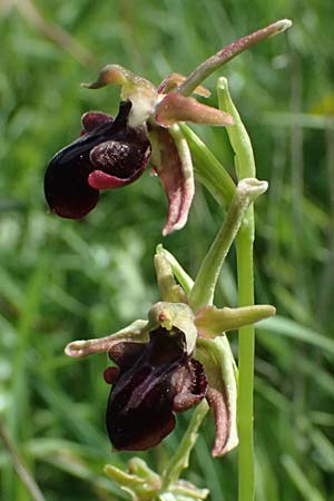 Ophrys alasiatica / Alasia Bee Orchid, Cyprus,  Prov. Paphos, Episkopi 31.3.2025 