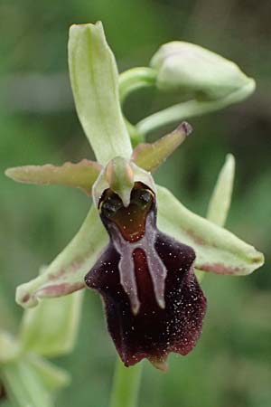 Ophrys alasiatica \ Alasia-Ragwurz / Alasia Bee Orchid, Zypern/Cyprus,  Kato Archimandrita 1.4.2025 