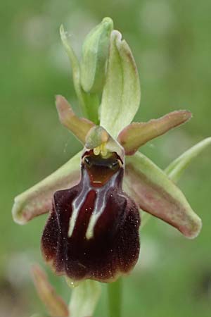 Ophrys alasiatica \ Alasia-Ragwurz / Alasia Bee Orchid, Zypern/Cyprus,  Kato Archimandrita 1.4.2025 