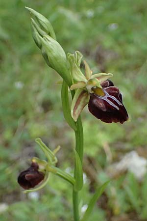 Ophrys alasiatica \ Alasia-Ragwurz / Alasia Bee Orchid, Zypern/Cyprus,  Kato Archimandrita 1.4.2025 