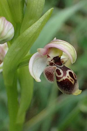 Ophrys astarte \ Kleine Nabel-Ragwurz / Venus Bee Orchid, Zypern/Cyprus,  Kato Archimandrita 1.4.2025 