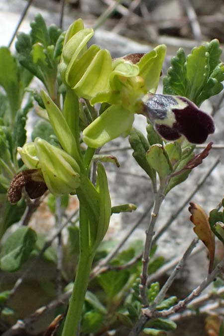 Ophrys cinereophila \ Kleinblütige Braune Ragwurz, Zypern,  Pano Lefkara 25.3.2025 