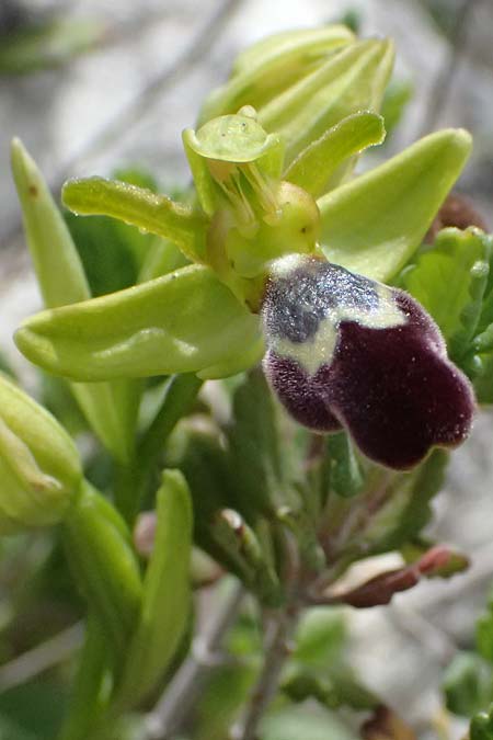 Ophrys cinereophila \ Kleinblütige Braune Ragwurz, Zypern,  Pano Lefkara 25.3.2025 