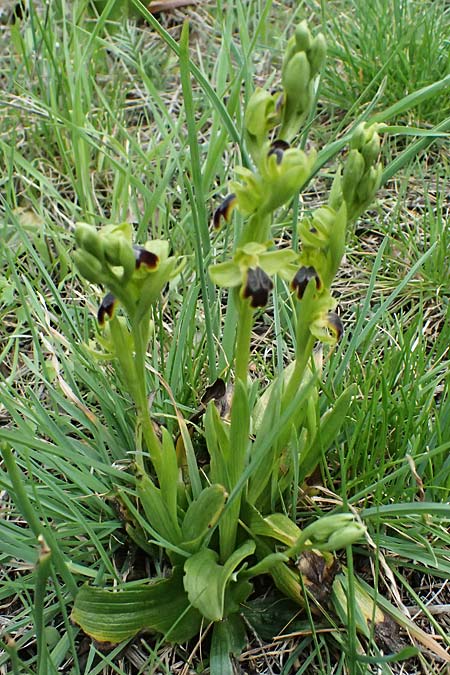Ophrys cinereophila \ Kleinblütige Braune Ragwurz, Zypern,  Lagoudera 26.3.2025 