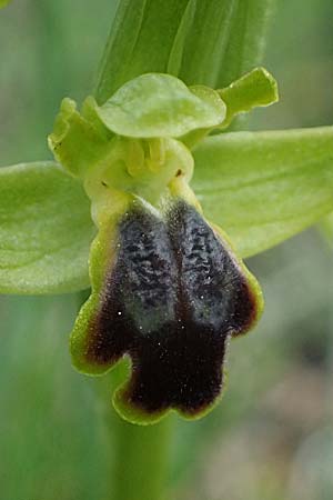 Ophrys cinereophila \ Kleinblütige Braune Ragwurz, Zypern,  Lagoudera 26.3.2025 