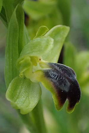 Ophrys cinereophila \ Kleinblütige Braune Ragwurz, Zypern,  Lagoudera 26.3.2025 