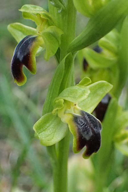 Ophrys cinereophila \ Kleinblütige Braune Ragwurz, Zypern,  Lagoudera 26.3.2025 