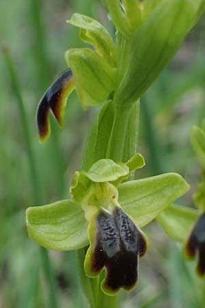 Ophrys cinereophila \ Kleinblütige Braune Ragwurz, Zypern,  Lagoudera 26.3.2025 