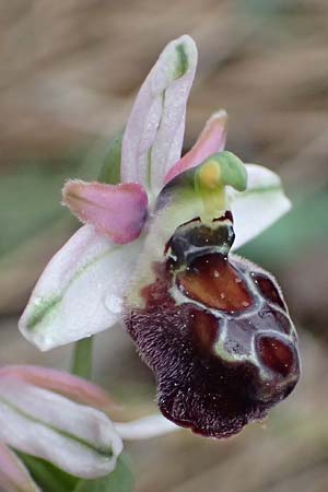 Ophrys elegans \ Zierliche Ragwurz / Elegant Bee Orchid, Zypern/Cyprus,  Akamas,Neo Chorio 20.3.2025 