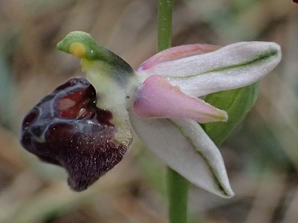 Ophrys elegans \ Zierliche Ragwurz / Elegant Bee Orchid, Zypern/Cyprus,  Akamas,Neo Chorio 20.3.2025 