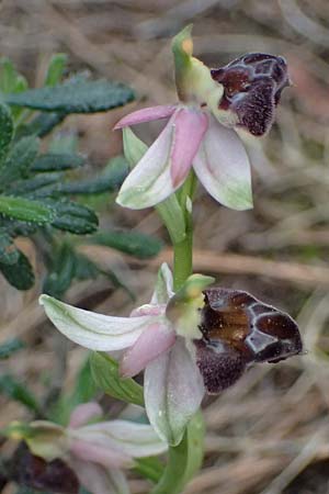 Ophrys elegans \ Zierliche Ragwurz / Elegant Bee Orchid, Zypern/Cyprus,  Akamas,Neo Chorio 20.3.2025 