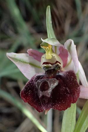 Ophrys elegans \ Zierliche Ragwurz / Elegant Bee Orchid, Zypern/Cyprus,  Akamas,Neo Chorio 20.3.2025 