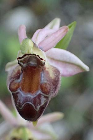 Ophrys elegans \ Zierliche Ragwurz / Elegant Bee Orchid, Zypern/Cyprus,  Baths of Aphrodite 27.3.2025 