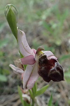 Ophrys elegans / Elegant Bee Orchid, Cyprus,  Baths of Aphrodite 27.3.2025 