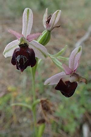 Ophrys elegans / Elegant Bee Orchid, Cyprus,  Baths of Aphrodite 27.3.2025 