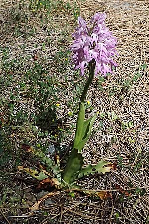 Orchis italica \ Italienisches Knabenkraut / Wavy-Leaved Monkey Orchid, Italian Man Orchid, Zypern/Cyprus,  Lagoudera 26.3.2025 