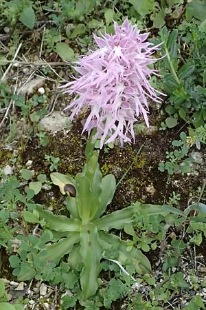 Orchis italica / Wavy-Leaved Monkey Orchid, Italian Man Orchid, Cyprus,  Kouklia 30.3.2025 