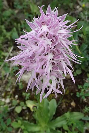 Orchis italica / Wavy-Leaved Monkey Orchid, Italian Man Orchid, Cyprus,  Kouklia 30.3.2025 