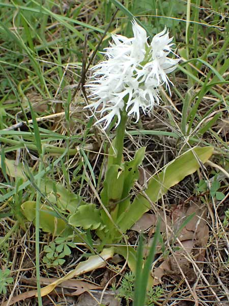 Orchis italica farbvariante_color-variant \ Italienisches Knabenkraut / Wavy-Leaved Monkey Orchid, Italian Man Orchid, Zypern/Cyprus,  Kato Archimandrita 1.4.2025 