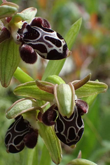 Ophrys kotschyi \ Kotschys Ragwurz / Cyprus Bee Orchid, Zypern/Cyprus,  Pano Lefkara 25.3.2025 