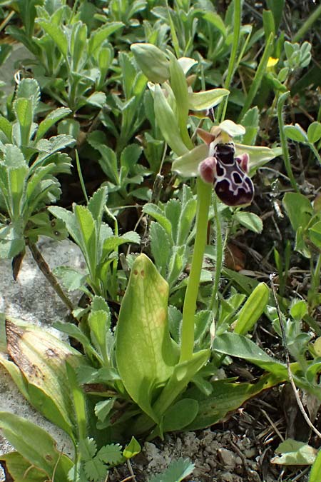 Ophrys kotschyi \ Kotschys Ragwurz / Cyprus Bee Orchid, Zypern/Cyprus,  Pano Lefkara 25.3.2025 
