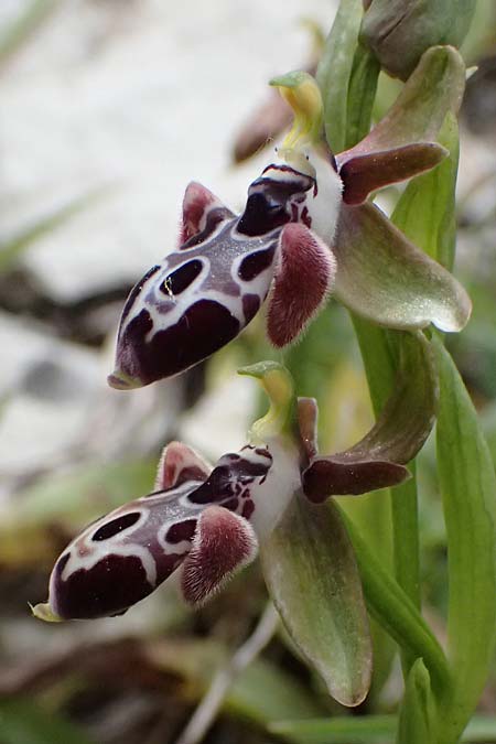 Ophrys kotschyi \ Kotschys Ragwurz / Cyprus Bee Orchid, Zypern/Cyprus,  Pano Lefkara 25.3.2025 