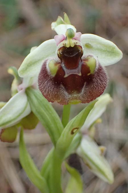 Ophrys levantina \ Levantinische Ragwurz / Levant Ophrys, Zypern/Cyprus,  Akamas,Neo Chorio 20.3.2025 