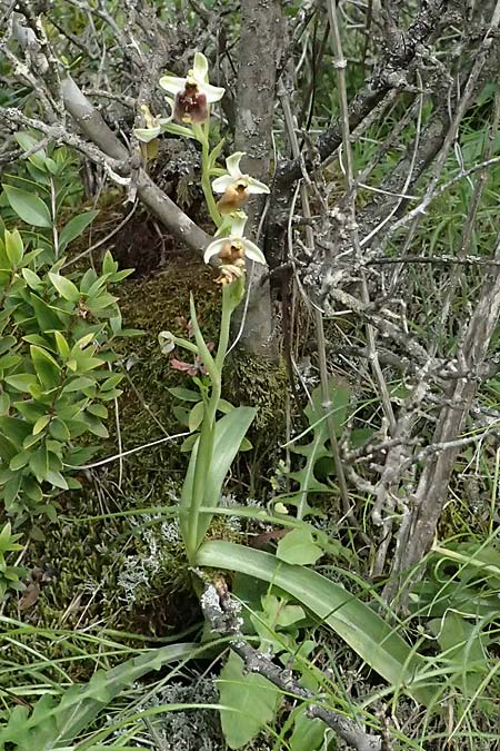 Ophrys levantina \ Levantinische Ragwurz / Levant Ophrys, Zypern/Cyprus,  Xyliatos 26.3.2025 