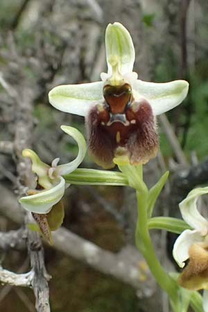 Ophrys levantina \ Levantinische Ragwurz / Levant Ophrys, Zypern/Cyprus,  Xyliatos 26.3.2025 